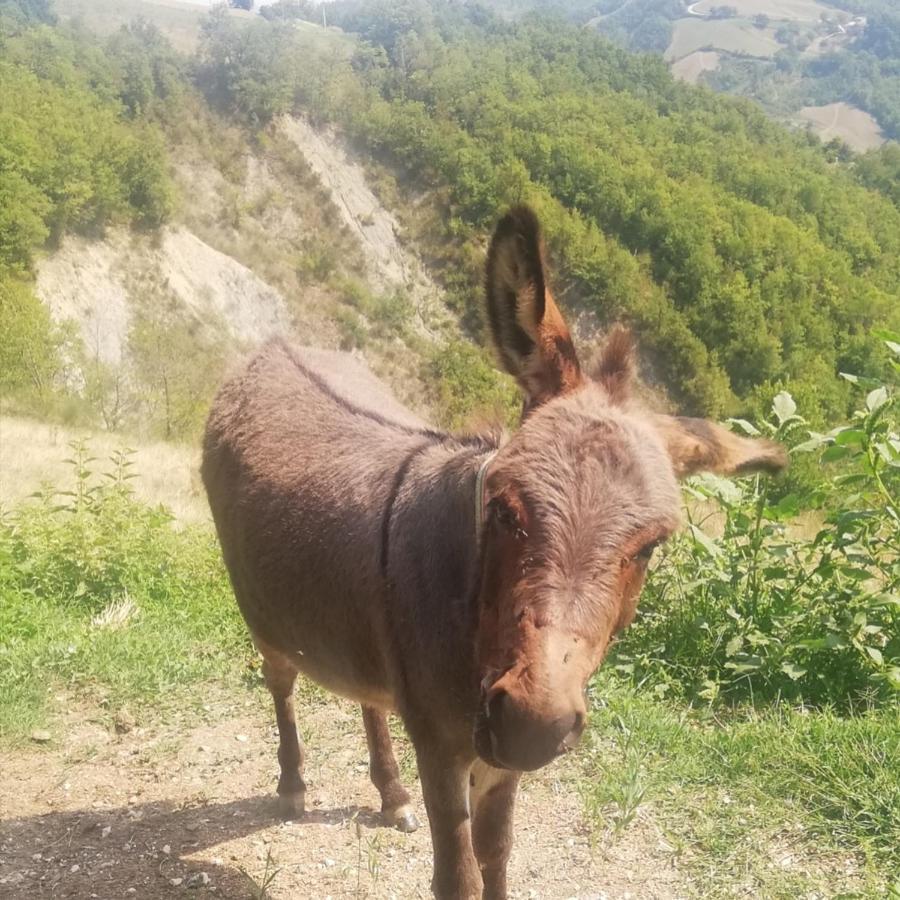 B&B Le Ginestre Castelli Экстерьер фото